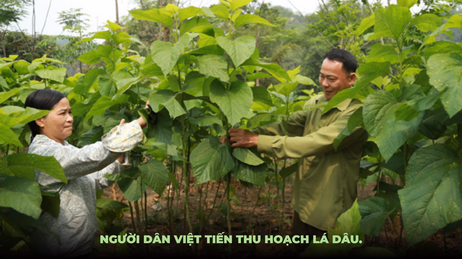 Ảnh: Mạnh Dũng.