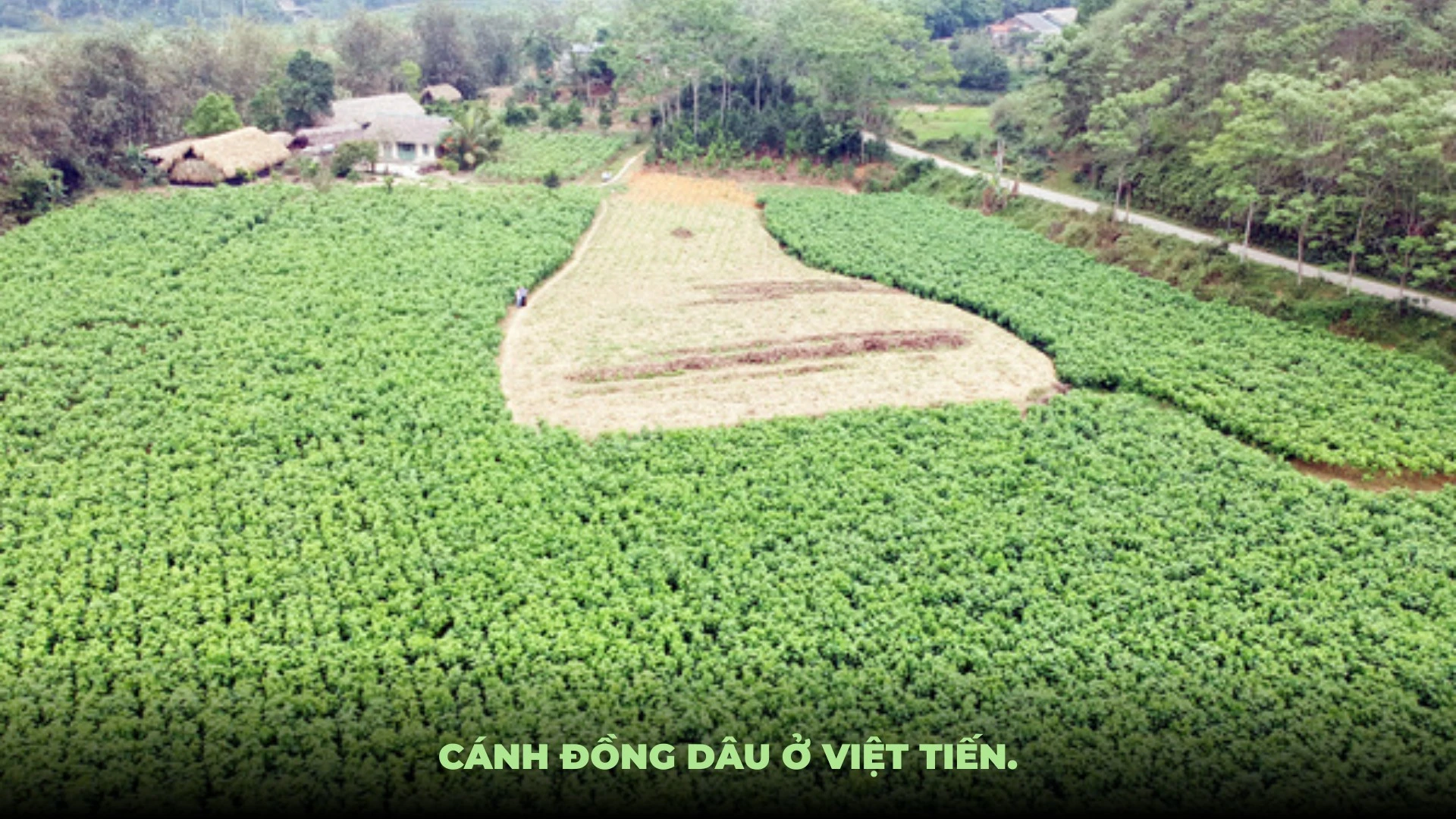 Ảnh: Mạnh Dũng.