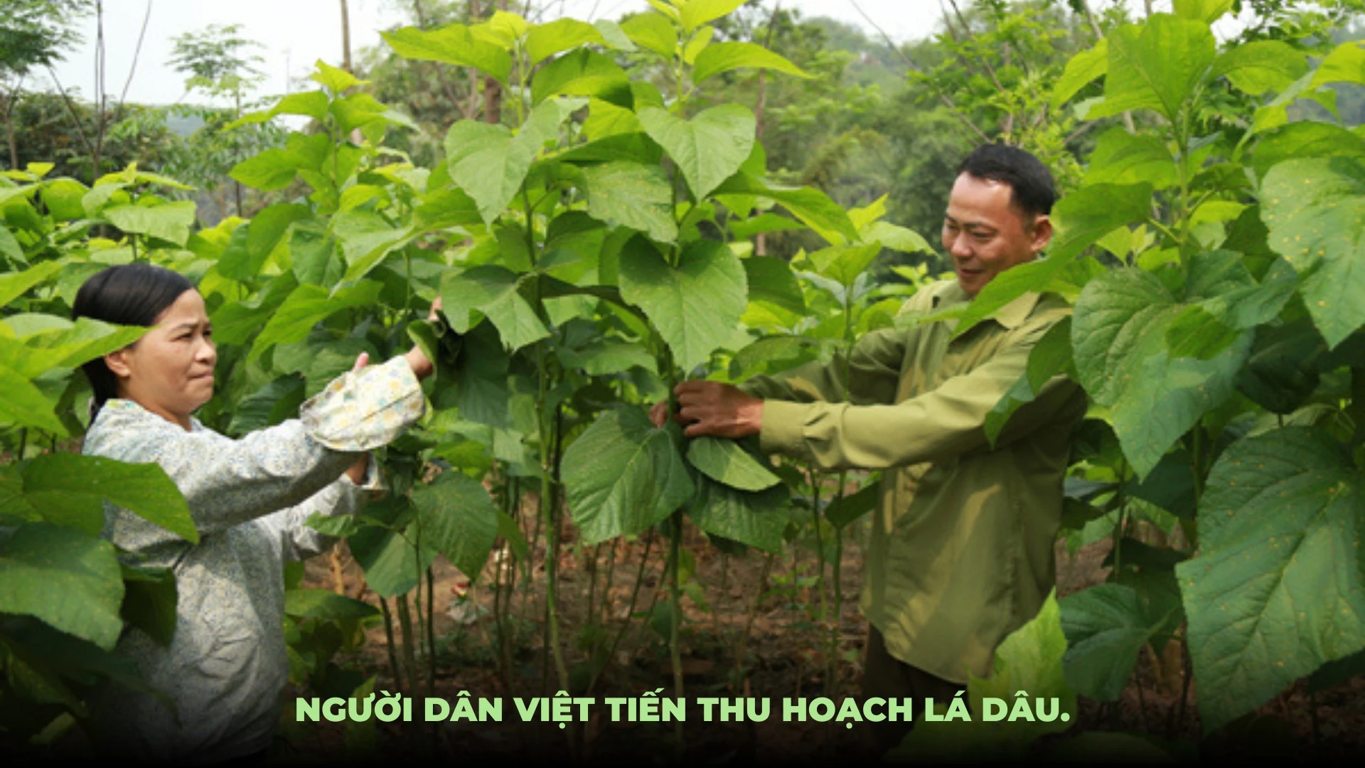 Ảnh: Mạnh Dũng.