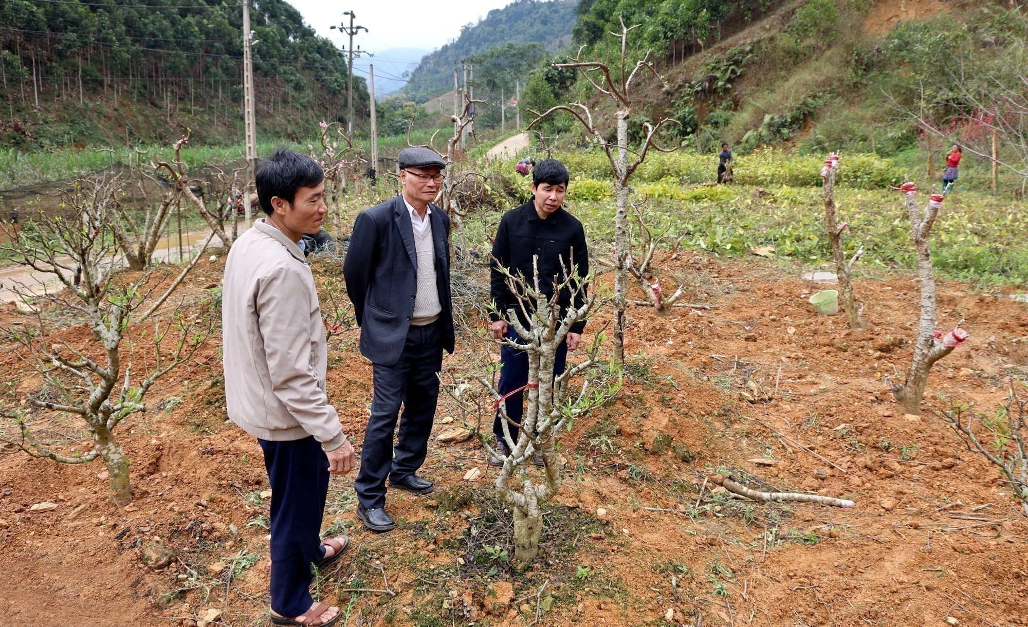 Trồng đào cảnh - hướng làm kinh tế mới ở xã Điện Quan.