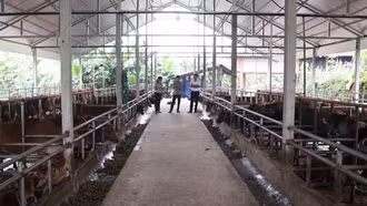 Lào Cai ứng dụng chuyển đổi số trong chăn nuôi