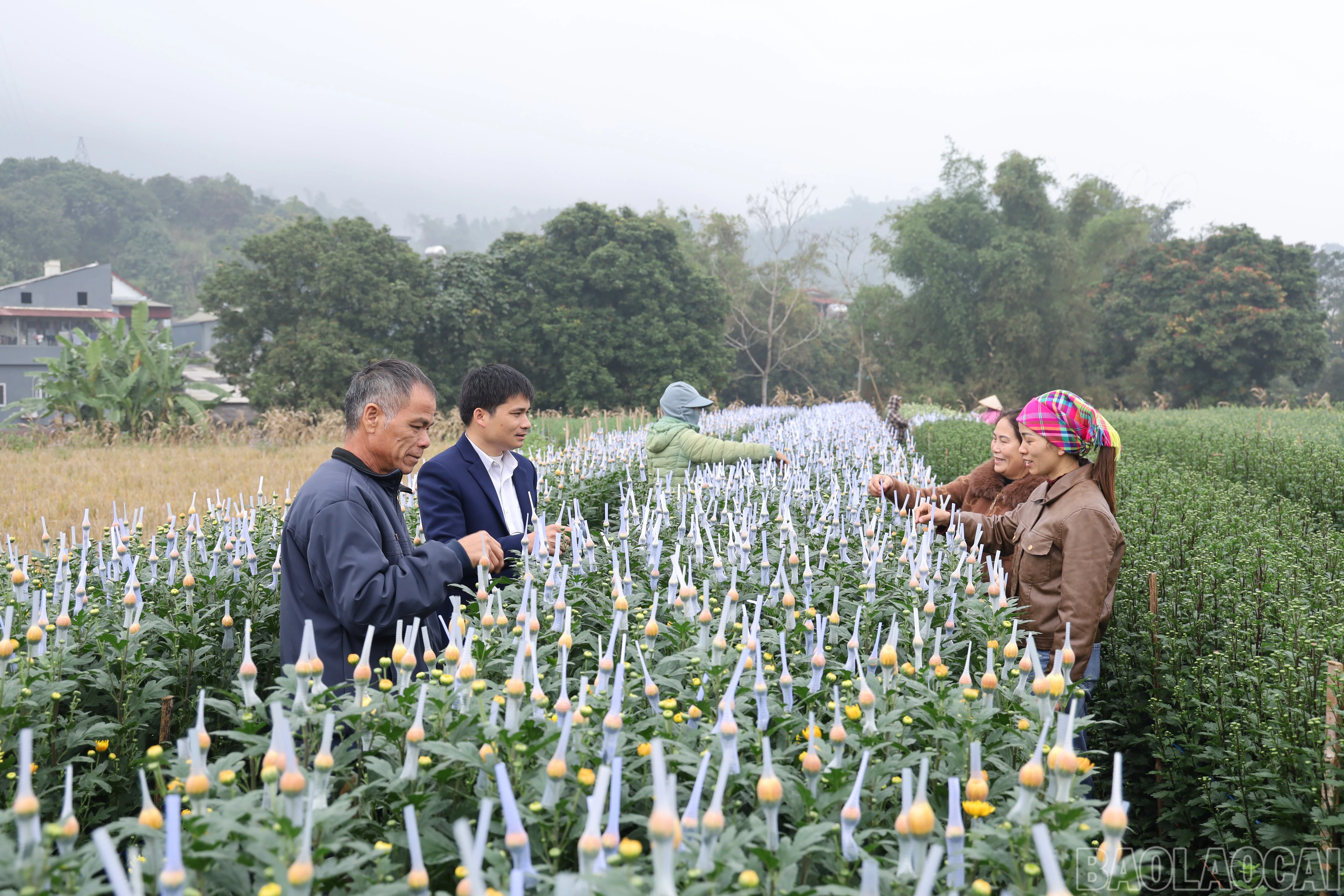 baolaocai-br_img-1695.jpg