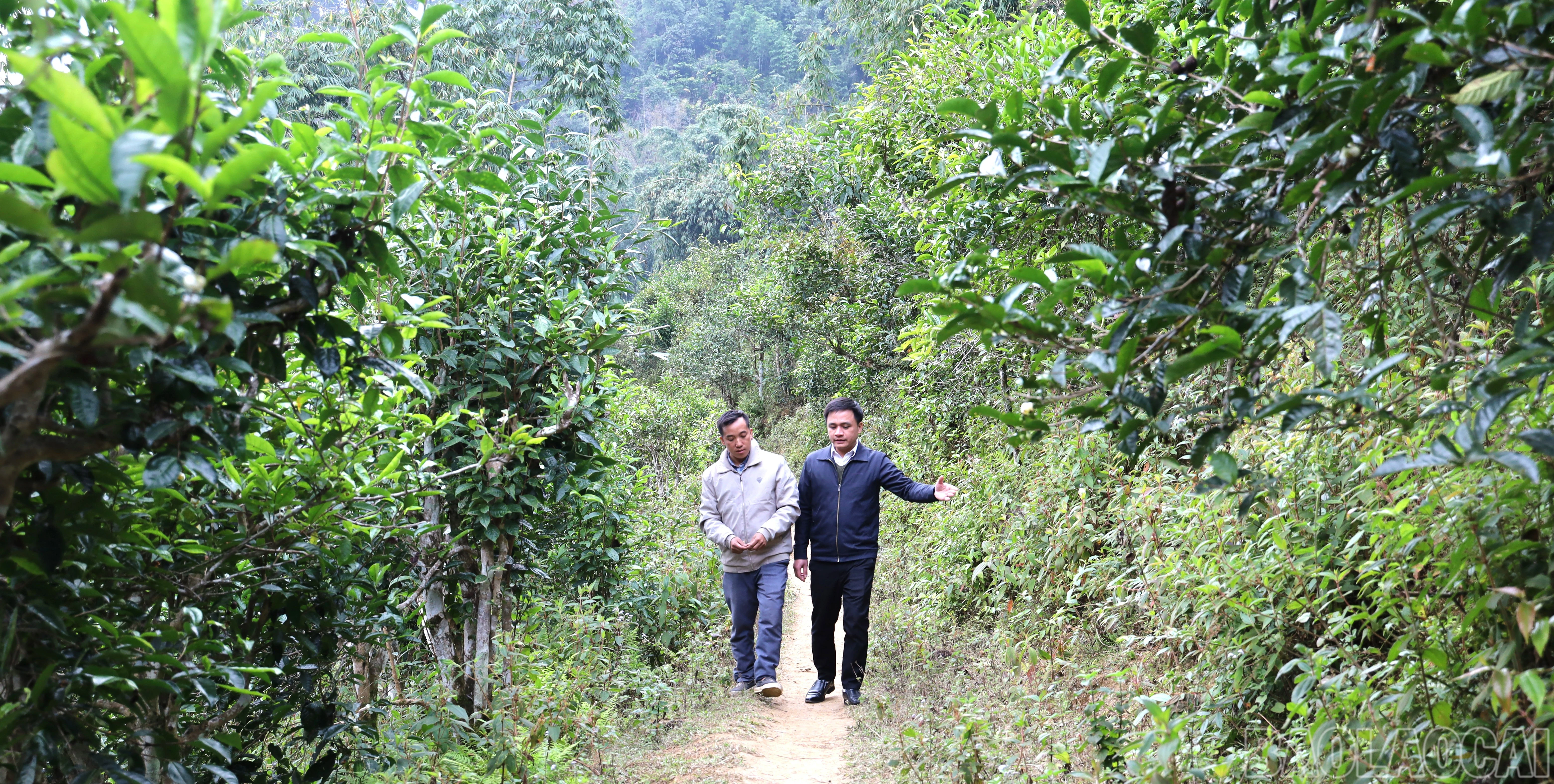 baolaocai-br_img-9607.jpg