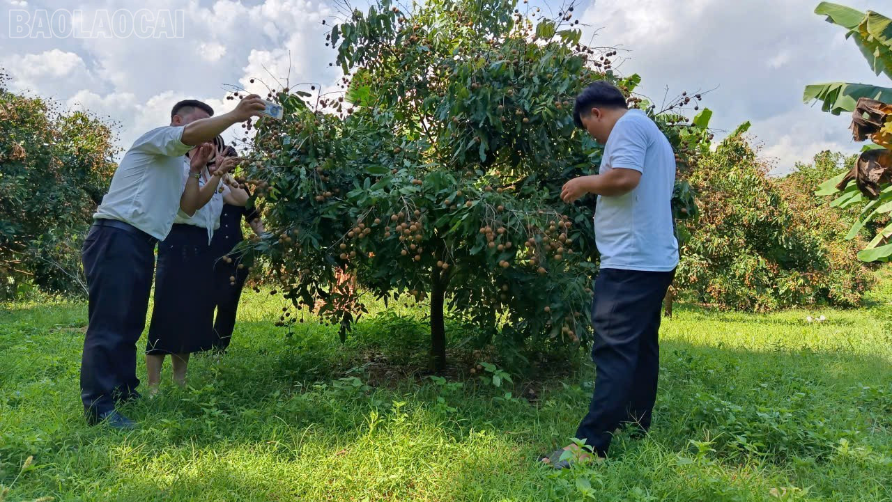 Không gian xanh mát của những vườn cây trái trĩu quả thu hút du khách. baolaocai-tl_z7097883421418-9bf95ed1a7c974fe9fd846ea43553fea.jpg