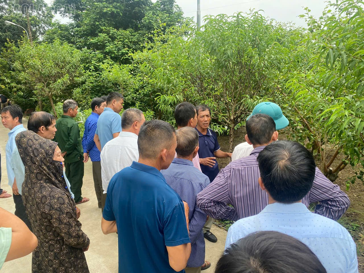Nhiều vườn cây trái của hộ dân ở Tổ dân phố 21 đón du khách đến tham quan, học tập. baolaocai-tl_z7097911237114-cc6e052154eb0e06da90b021051e0919.jpg