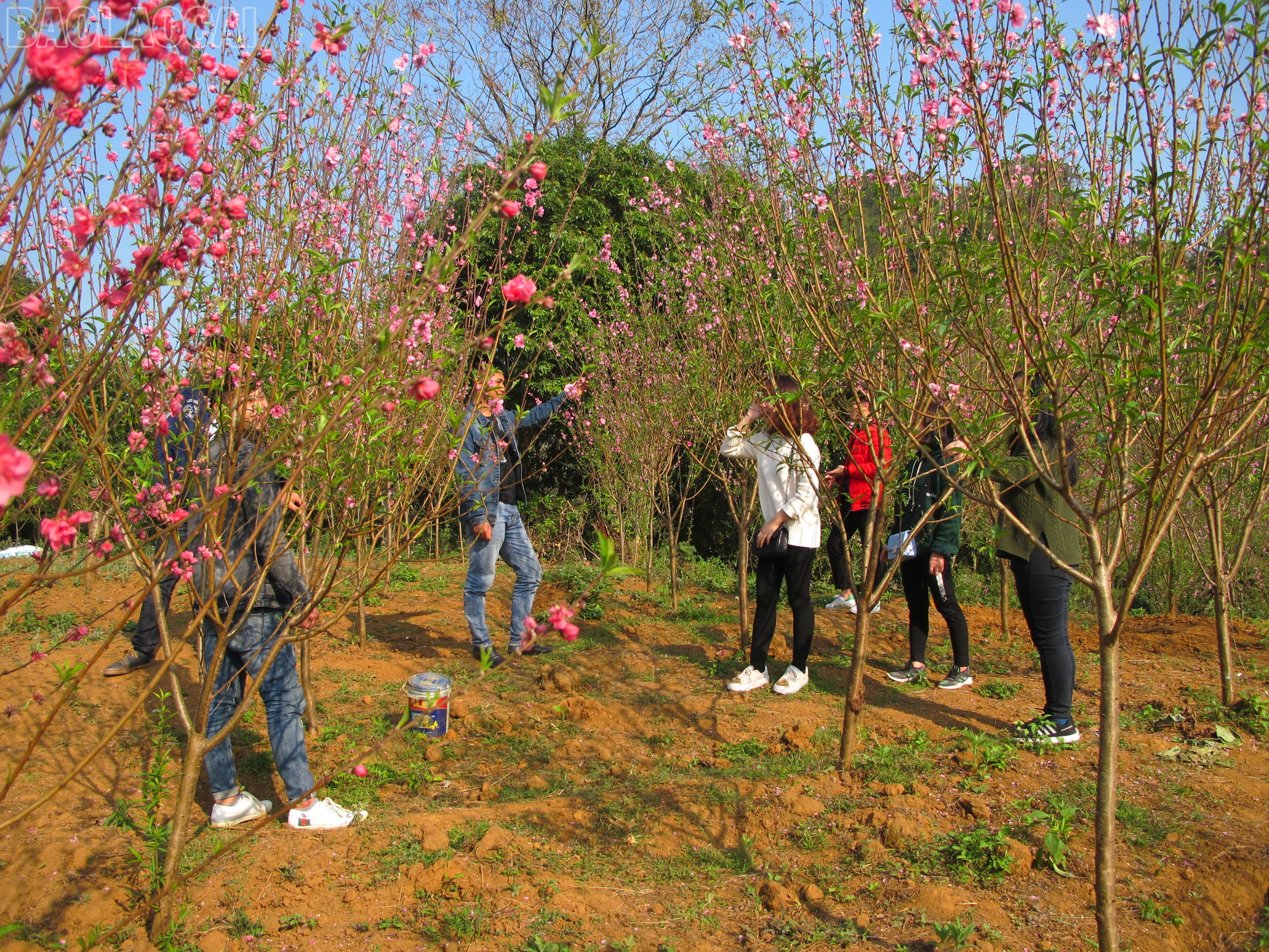 baolaocai-tl_img-8943.jpg