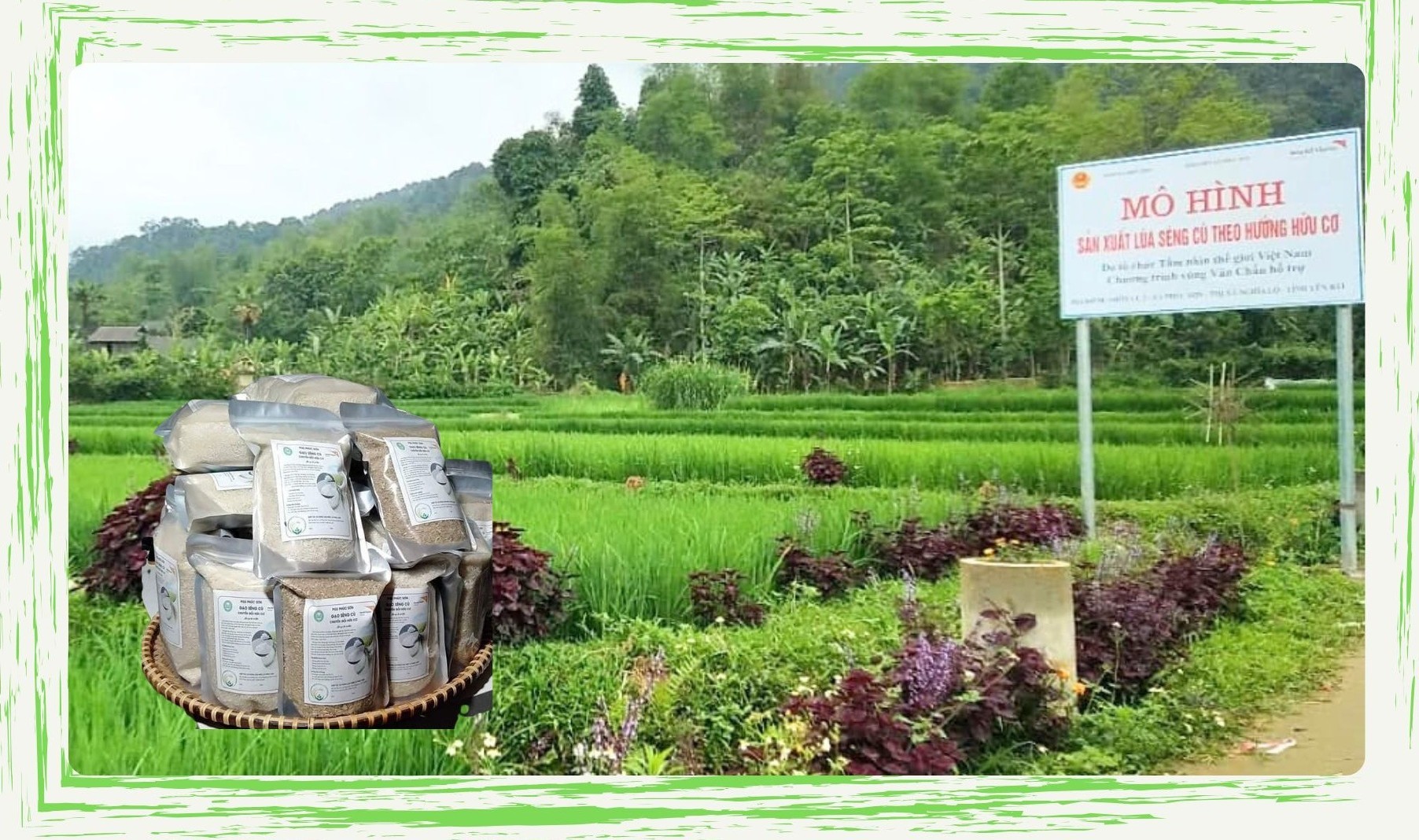 Gạo Séng cù sản xuất theo hướng hữu cơ là sản phẩm chính của Hợp tác xã Sản xuất nông sản hữu cơ Phúc Sơn. lua-gao-phuc-son.jpg