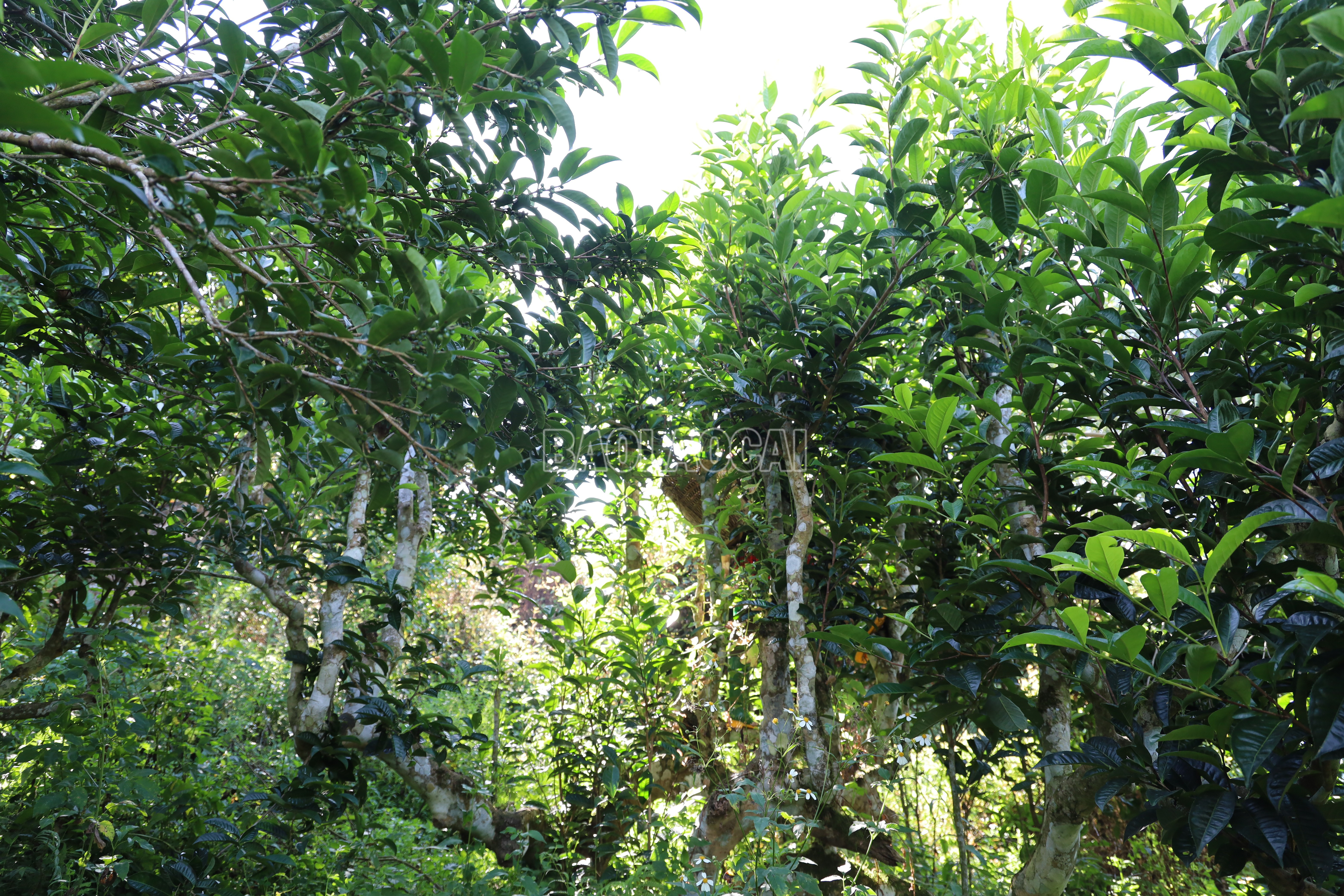 Chè cổ thụ Suối Giàng. baolaocai-c_1.jpg