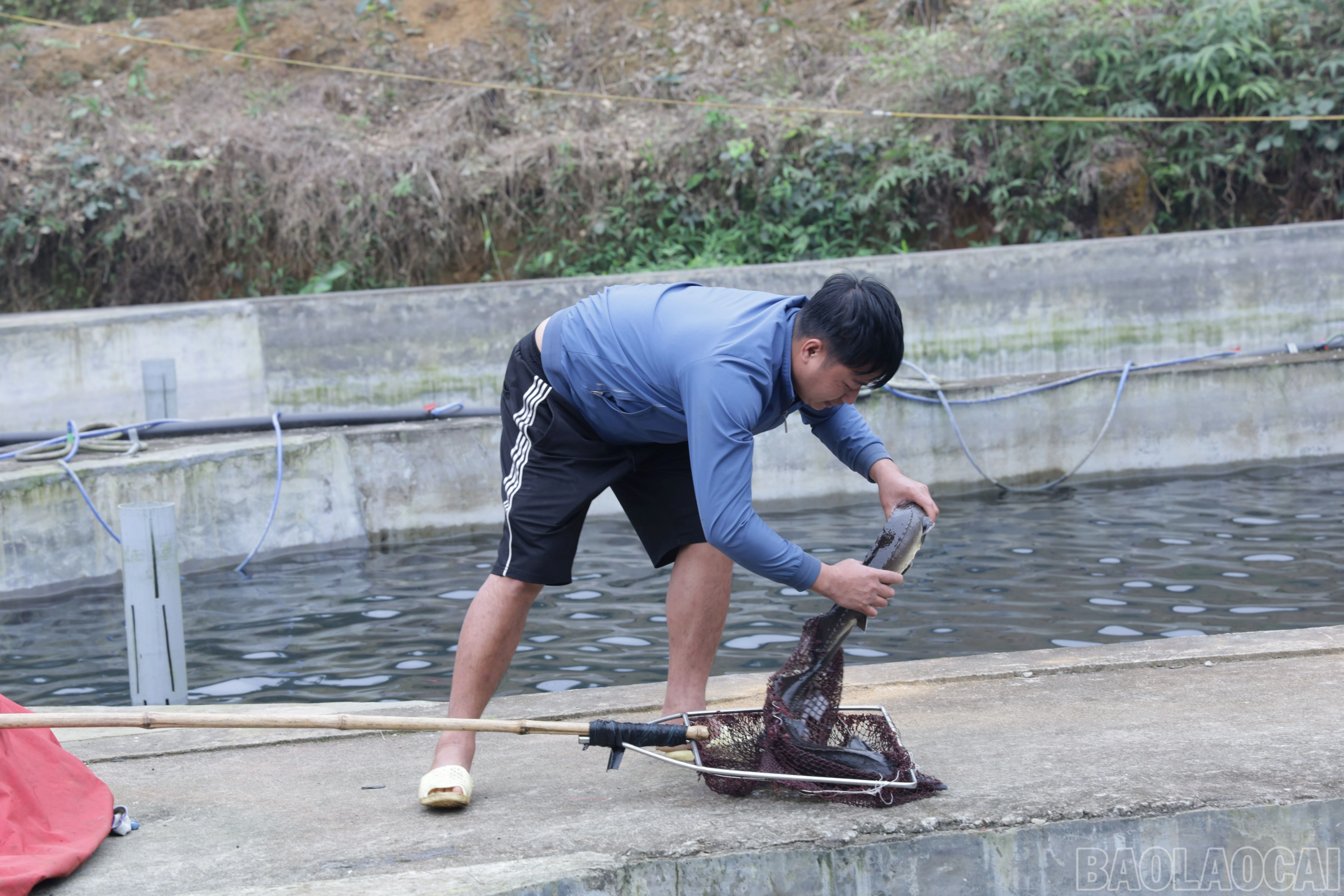 baolaocai-br_img-7181.jpg