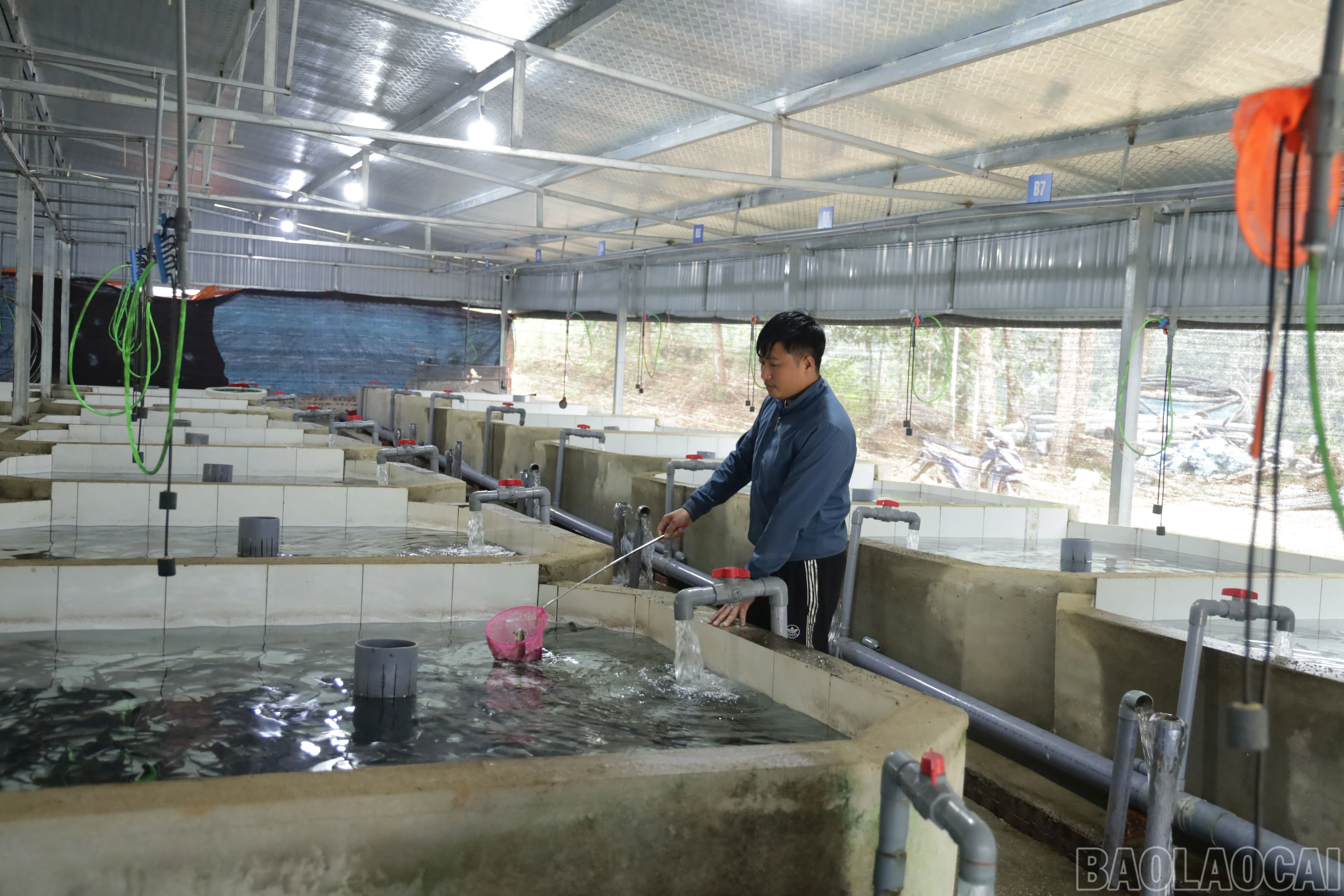 baolaocai-br_img-7139.jpg