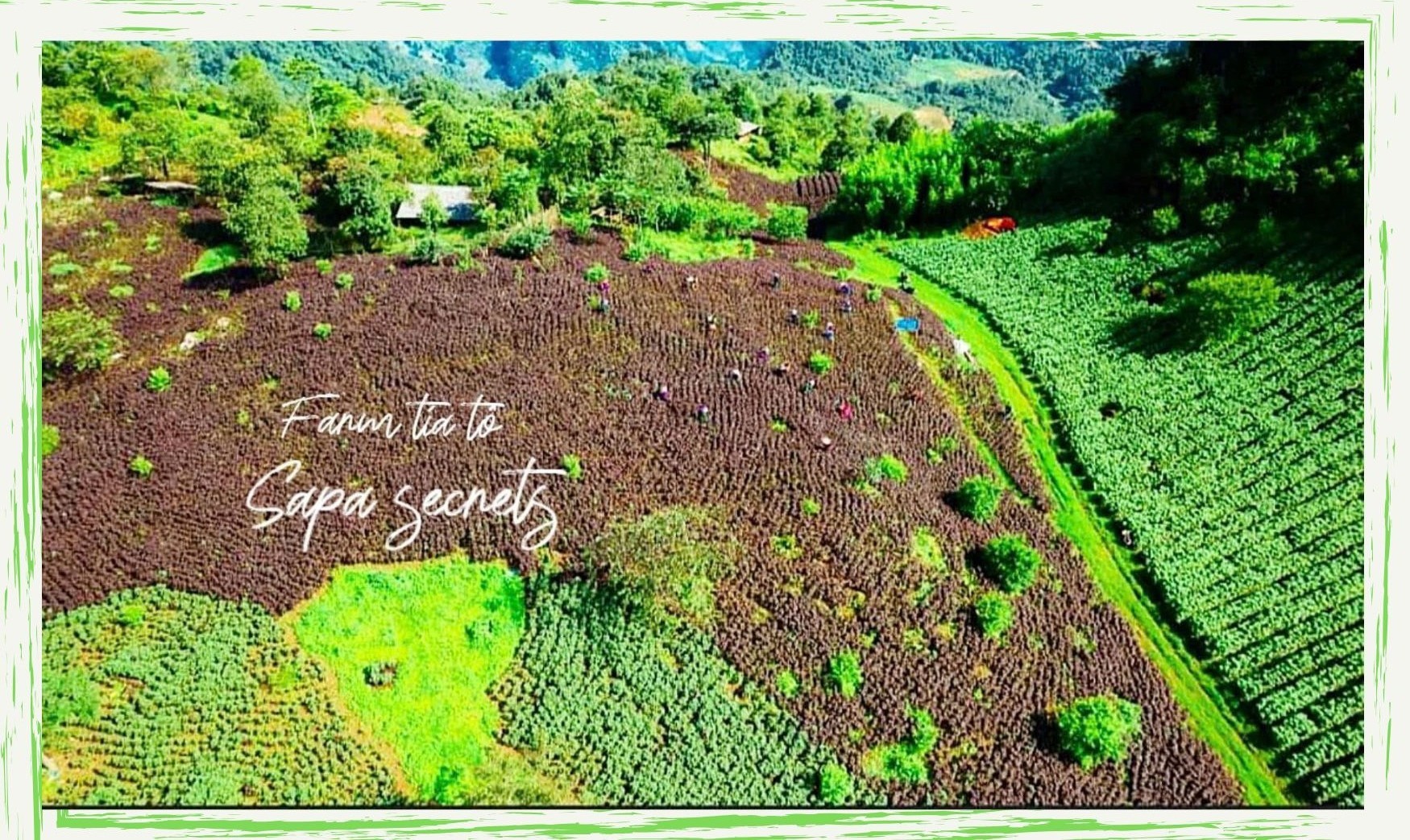 Trang trại tía tô 10 ha của Hợp tác xã Sapa Secrets. trang-trai-tia-to.jpg