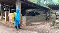 Trịnh Tường triển khai tiêm phòng cho đàn vật nuôi, khử trùng môi trường chăn nuôi