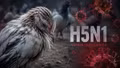 Lần đầu tiên ghi nhận virus cúm gia cầm H5N1 xuất hiện tại mọi châu lục