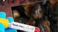 Cảnh giác với dịch bệnh do vi rút Nipah trong dịp Tết Nguyên đán và mùa lễ hội đầu năm