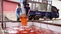 Làng cá chép đỏ Thủy Trầm tất bật cung ứng thị trường dịp lễ ông Công ông Táo