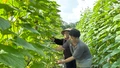 Nông dân xã Nghĩa Đô vào vụ thu hoạch dưa chuột theo mô hình liên kết