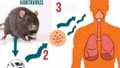 Bộ Y tế khuyến cáo về virus Hanta sau chùm ca tử vong ở tàu du lịch nước ngoài