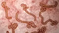 Bao giờ thế giới mới có vaccine chống chủng Ebola mới?