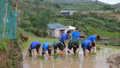 Bộ đội Biên phòng Trịnh Tường chung tay giúp dân cấy lúa