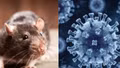 Biến chủng Andes của Hantavirus lây từ người sang người: Du khách Việt cần lưu ý những gì khi đi tàu biển?