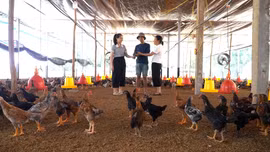 Đi lên từ cây quế