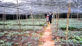 “Đảng viên đi trước” ở Púng Luông