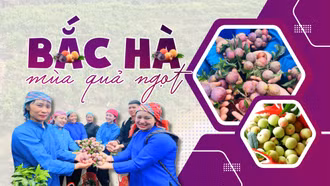 Bắc Hà mùa quả ngọt