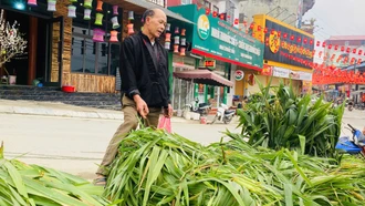 anh Giàng Seo Pao, thôn Bản Hồ, xã Bắc Hà đi mua cỏ cho đàn trâu ăn trong những ngày Tết