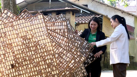 Cán bộ Hội Nông dân xã Trấn Yên kiểm tra chất lượng kén tằm vụ Thu Đông năm 2025.