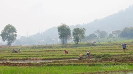 Nông dân tích cực xuống đồng sản xuất vụ xuân