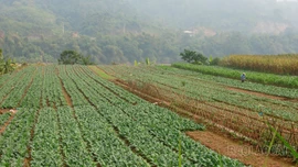 Kỳ vọng sản xuất vụ đông ở xã Bảo Thắng