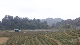 Hiệu quả từ những mô hình sản xuất mới ở Lùng Phình