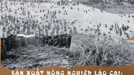 Sản xuất nông nghiệp Lào Cai: “Lao đao” sau bão số 3