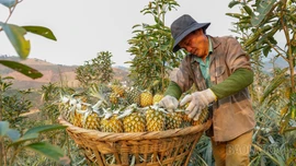 Trái ngọt vùng biên