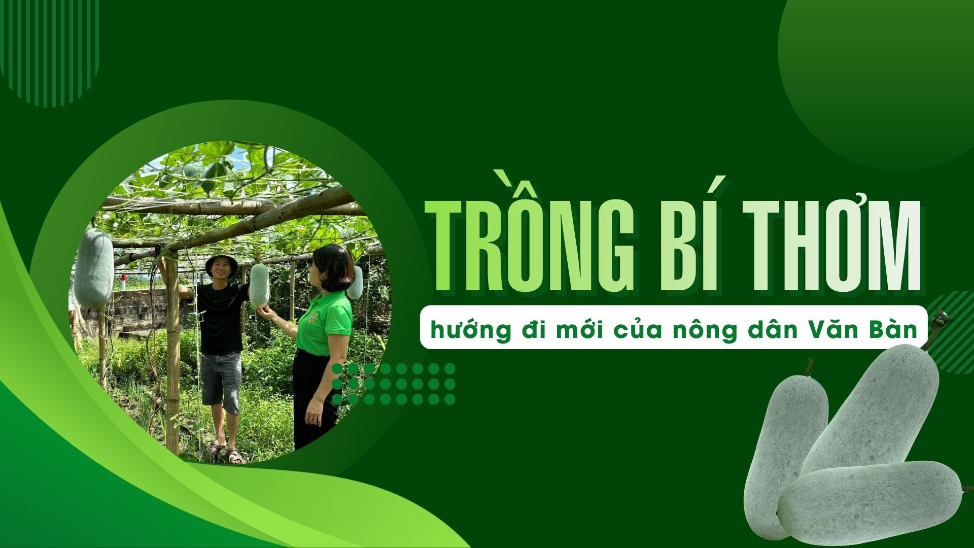 Trồng bí thơm - hướng đi mới của nông dân Văn Bàn