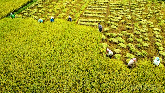 Nông dân vượt nắng nóng thu hoạch lúa xuân