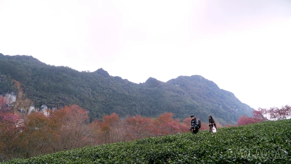 Ngắm anh đào bung nở ở Khu du lịch quốc gia Sa Pa