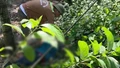 Xã Gia Phú: Một người tử vong do bị điện giật khi hái cau 