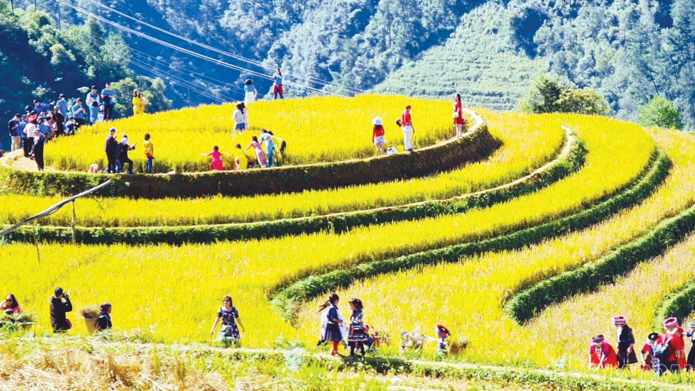 baolaocai-br_1-3234.jpg