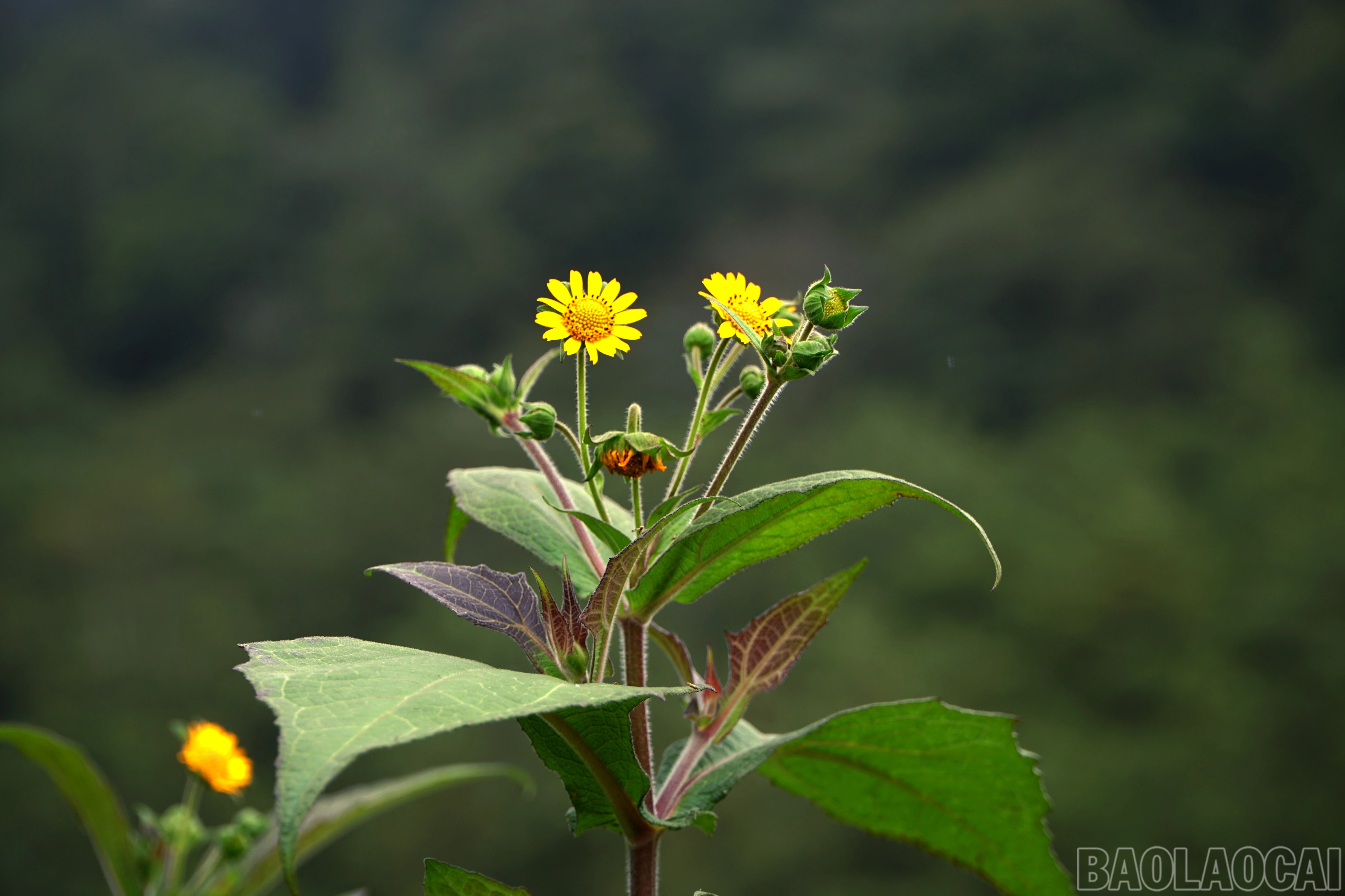 baolaocai-br_img-20261007-103259.jpg