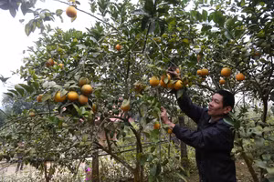 Bảo Yên phát triển nông nghiệp và nông thôn bền vững