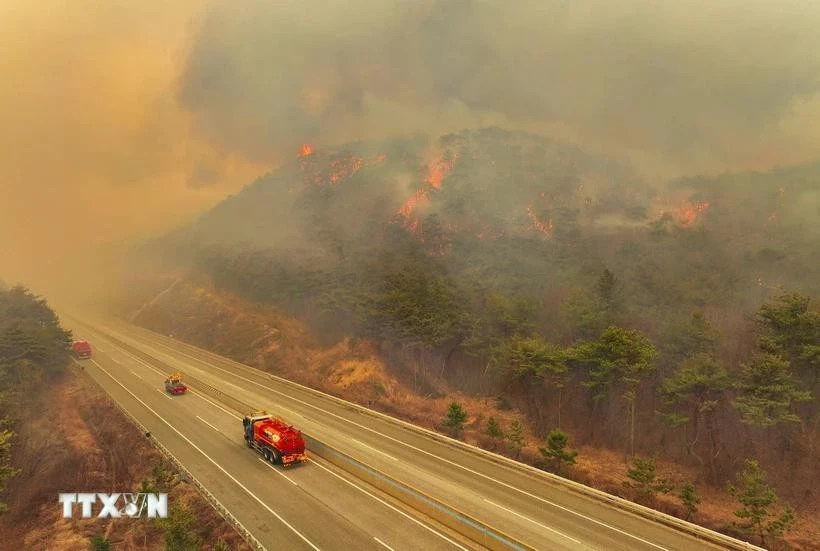 Khói lửa bốc lên từ đám cháy rừng ở Uiseong, tỉnh Bắc Gyeongsang, Hàn Quốc ngày 24/3/2025.