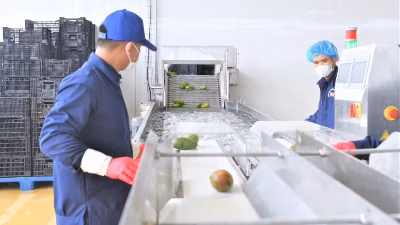Dây chuyền chế biến xoài tại Trung tâm chế biến rau, quả Doveco Sơn La.