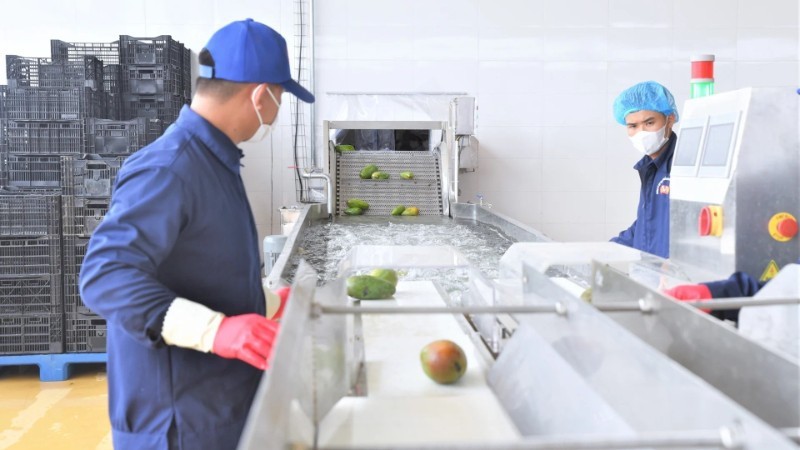 Dây chuyền chế biến xoài tại Trung tâm chế biến rau, quả Doveco Sơn La. Dây chuyền chế biến xoài tại Trung tâm chế biến rau, quả Doveco Sơn La.