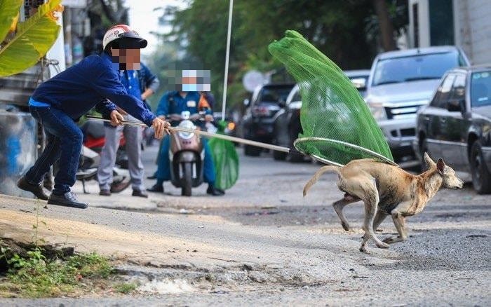 Nhiều địa phương đã tiến hành ra quân xử lý chó thả rông. Nhiều địa phương đã tiến hành ra quân xử lý chó thả rông.