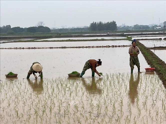 Nông dân huyện Thường Tín cấy lúa Xuân. Ảnh minh họa