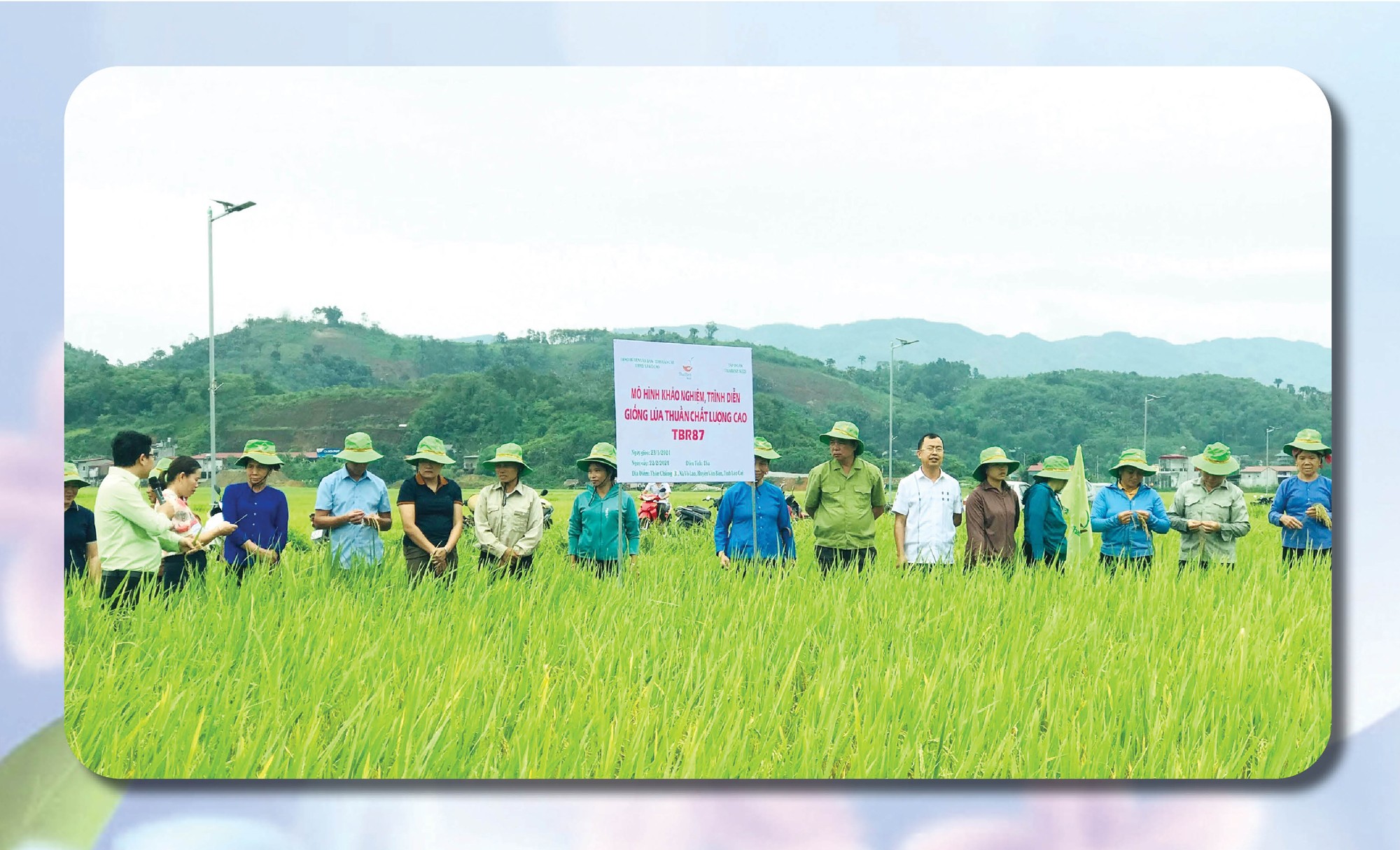 Nông dân trên địa bàn huyện chủ động đưa giống lúa mới vào sản xuất. 4.jpg