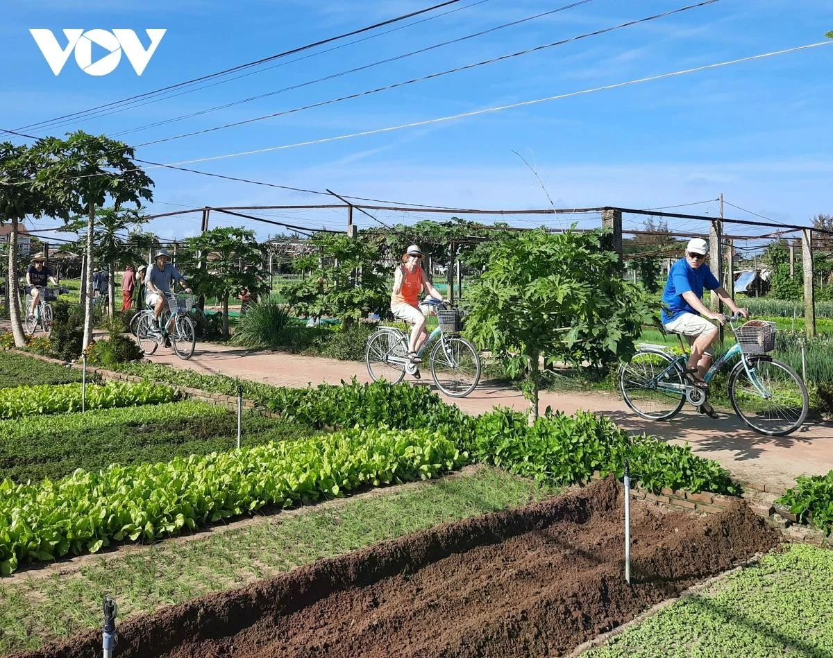 Du khách quốc tế đạp xe tại Hội An.