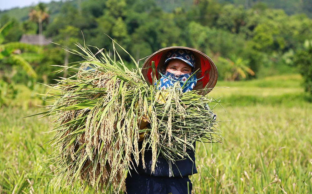 Người dân thôn Đức Thịnh, xã Hưng Khánh, huyện Trấn Yên tham gia Dự án phấn khởi thu hoạch lúa. Người dân thôn Đức Thịnh, xã Hưng Khánh, huyện Trấn Yên tham gia Dự án phấn khởi thu hoạch lúa.
