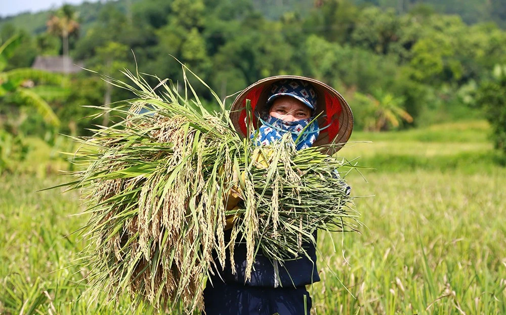 Người dân thôn Đức Thịnh, xã Hưng Khánh, huyện Trấn Yên tham gia Dự án phấn khởi thu hoạch lúa.